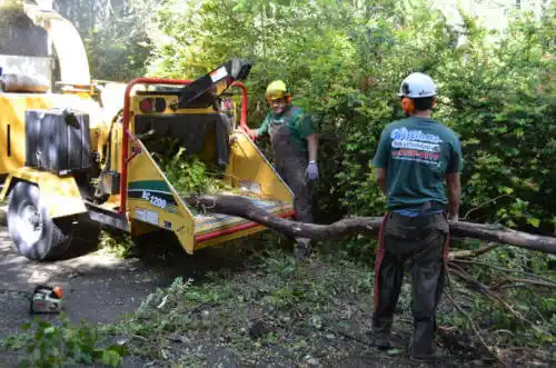 tree services Franklin Springs